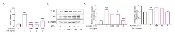 TLR2와 TLR4 antagonist에 의한 NO 변화 및 TLR2/TLR4 발현에 대한 KUMRC-G111의 영향. (A) NO release, (B) TLR2/TLR4 단백질