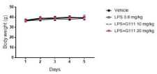 시험기간동안 KUMRC-G111 투여에 의한 시험동물의 체중변화
