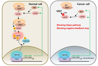 HIPPO pathway의 조절자 O-GlcNAc