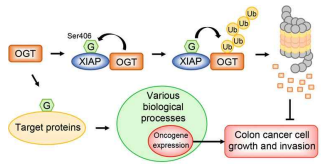OGT의 E3 ubiquitin ligase, XIAP