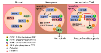 세포 사멸 경로 결정자 RIP1의 O-GlcNAc 수식화