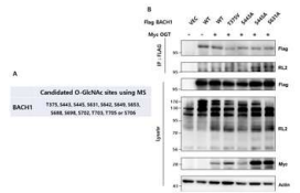 암 세포에서 BACH1의 O-GlcNAc수식화 위치 확인