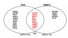 OGA와 RBM14의 interactome 분석