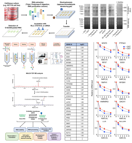 새로운 RNA 수식화인 RNA O-GlcNAc 수식화 기능 연구