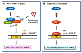 Tankyrase 1에 의한 cyclin D1의 전사억제 기작 모델