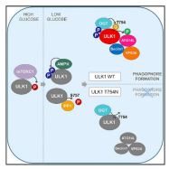 당 결핍 상황에서 ULK1의 O-GlcNAc 수식화와 그에 따른 자가포식작용 활성화 기작