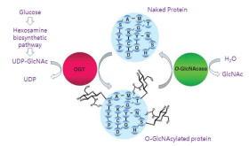 세포 내 O-GlcNAc 수식화 모델