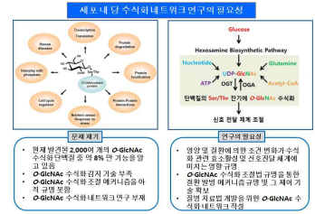 세포 내 당 수식화네트워크 연구의 필요성