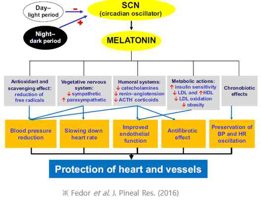 멜라토닌 분비가 심장의 활동에 미치는 영향