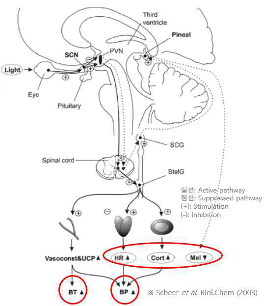 SCN이 여러 신체 기관에 작용하는 메커니즘
