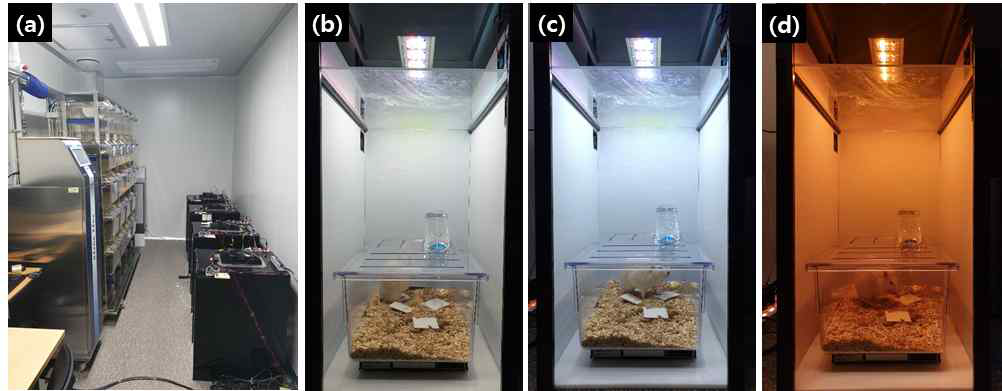 (a) 동물(rat)실험실 전경. (b) 5700K(Light) 빛 환경 실험 중인 rat. (c) 10000K(CIL High) 빛 환경 실험 중인 rat. (d) 1750K(CIL Low) 빛 환경 실험 중인 rat