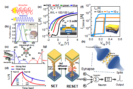 (a) 빛의 에너지 및 개수에 따른 식별. (b) Circadian luminous efficiency function C(λ) 곡선. (c) Amorphous IGZO의 subgap DOS. (d), (e) R,G,B에 따른 TFT의 Drain current 분석. (f) Neuron circuit에 사용될 CBRAM based Threshold switch 특성 및 (g) 전류 메카니즘 분석. (h) Biological neuron and synapse의 모식도