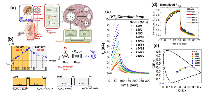 (a) SCN, Zeitgebers에 따른 인간의 서카디언리듬 모식도. (b) 빛 조건에 따라 Pulse 인가에 따른 1T-1M current 측정 모식도. (c) Biolux에 따른 1T-1M의 Potentation/Depression Curve. (d)Normailzed된 1T-1M의 Potentation/Depression Curve. (e) 사용된 빛 조건인 Biolux에 따른 색 좌표