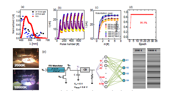 (a) 비시감도 곡선 C(λ)과 비교한 IGZO memristor의 파장별 전기적 특성. (b) Circadian LED에 따른 Potentiation 및 depression (c) Potentiation peak를 이용한 시뮬레이션 Input. (d) SNN 모방 회로 시뮬레이션을 통한 복합 파장 인식 정확도. (e) Circadian Lamp 조사 시의, SNN 모방 회로 및 Spike 패턴 형성 모식도