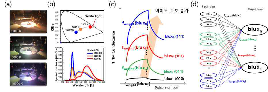 (a) circadian LED를 활용한 광측정 환경 (b) 색온도에 따른 색좌표 특성과 파장 spectrum 특성 (c) 색온도에 따라 예상되는 1T1M 시냅특 특성 결과 (d) (c)를 활용하여 구현된 색온도에 따른 서카디언조도 특성을 구별할 수 있는 인공학습망