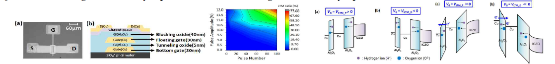 (좌) Floating-gate IGZO Synaptic Transistor의 (a) Layout Top View. (b) 소자구조 모식도와 Pulse Number, Amplitude의 함수로서의 STM to LTM Transition Contour Map. (중) STM시 (a) Potentiation 및 (b) Depression 동작 메커니즘. (우) (a) LTM시 (a) Potentiation 및 (b) Depression 동작 메커니즘