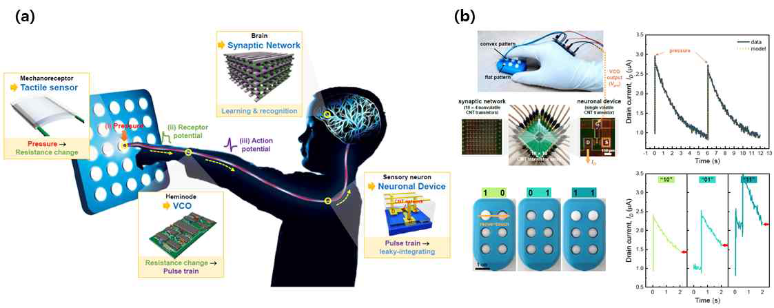 (a) 생체 센서 시스템과 비교한 CNT 기반 촉각 센서 시스템의 개념 설계 (b) 촉각 센서 시스템의 압력 자극에 따른 신경 장치의 전기적 특성과 다양한 패턴에 대한 전류 변화 응답