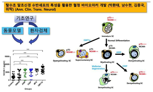 말초신경병증 슈반세포 특이적 혈청 바이오마커를 위한 연구결과 및 모식도