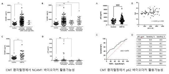 말초신경병증 환자 혈청 바이오마커로서 p62 개발 (European J. Neurol, under review)