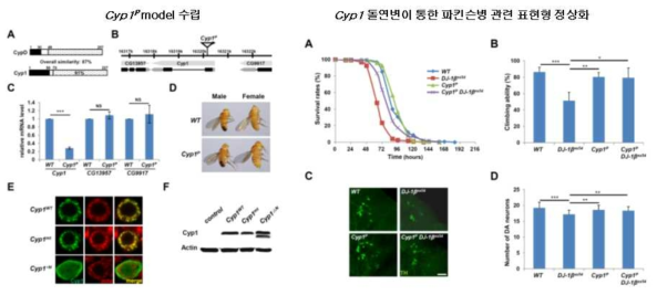 미토콘드리아 조절유전자 Cyp1을 활용한 신경세포 이상개선