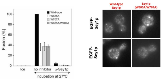 Cholesterol binding motif mutation에 의한 소포체 막융합 및 Sey1p의 3-way junction enrichment 감소