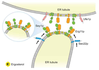 Cholesterol에 의한 소포체 막융합 촉진의 작동 모델