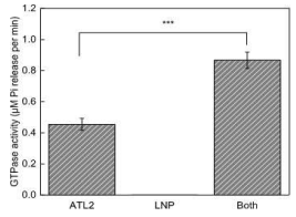 LNPK에 의한 ATL2 GTPase activity 촉진