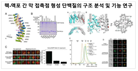 Vac8-Nvj1 단백질 복합체의 결정 구조 및 세포내의 역할