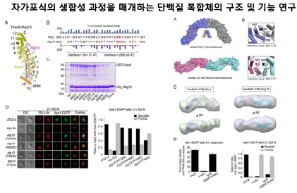 Vac8-Nvj1과 Vac8-Atg13 단백질 복합체의 구조 비교