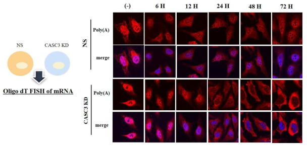 CASC3 단백질의 mRNA 핵공 로지스틱스 기능 규명