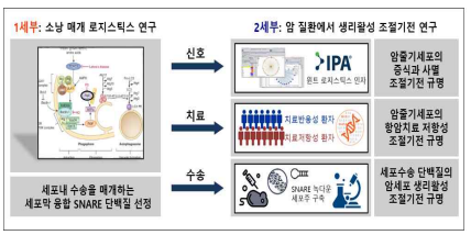 암줄기세포를 조절하는 로지스틱스 인자 발굴 및 검증