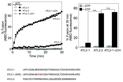 ATL2-1 C-terminal region의 auto-inhibitory function