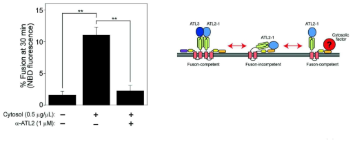 Inactive ATL2-1의 ER fusion activity 조절 기전 모식도