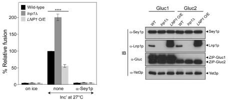 Lnp1 발현에 따른 Sey1-mediated ER fusion의 영향