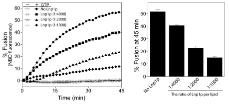 Lnp1 발현량에 따른 Sey1-mediated ER fusion의 영향