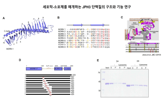 JPH 단백질 입체구조 연구 결과