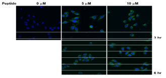 세포투과 CRBN 펩타이드의 세포 내 전달 확인