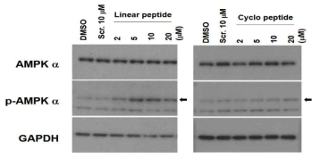 세포투과 CRBN 펩타이드의 농도 의존적 AMPK 활성능