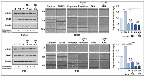 6PGD 기능 억제제 병용 처리 이후 CRBN 과발현 세포주의 이동 속도 변화 관찰 결과