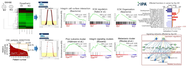 생물정보학적 분석을 통한 Dysadherin 분자신호기전 발굴