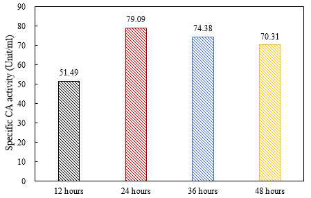 Specific activity of carbonic anhydrase extracted from SAML 2018 after 12, 24, 36, and 48 hours of incubation