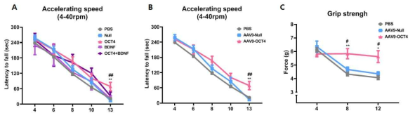 OCT4, BDNF 병합 치료 후 행동학적 검사 결과 (Rotarod, A), OCT4 단독 치료 후 행동학적 검사 결과 (Rotrarod B, Grip strength test, C)결과