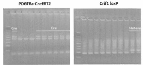 Mouse genomic DMA 결과