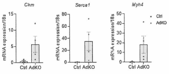 지방세포 미토라이보좀 결함 마우스 (AdKO) 지방조직에서의 근세포 관련 유전자 분석