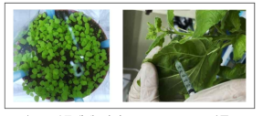 식물개체 관리 Agrobacterium 접종