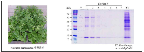 Nicotiana benthamiana (MN) 대량생산 및 정제