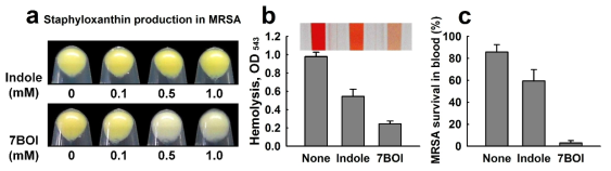 7-Benzyloxyindole이 항생제 내성 황색포도상구균인 MRSA (methicillin-resistant Staphylococcus aureus)의 독소인 staphyloxanthin의 생산을 저하하고(a), 용혈작용을 억제하며(b) 인간혈액 내에서의 생존성을 약화시킴을 보여줌(c)