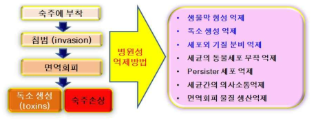 인체 유해 세균의 감염 경로와 세균의 병원성 억제 방법들