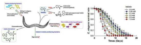 미생물이 생산하는 인돌과 그 유사체들이 선충의 생활사에 미치는 영향 및 독성을 연구한 결과와 인돌이 예쁜꼬마선충의 생존에 미치는 영향을 농도별로 관찰한 결과임