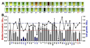 녹농균에 대한 메탈이온의 항병원성 탐색. 녹농균 배양 후 배양 상등액의 색깔로서 독소 생산을 스크리닝한 결과(A). 메탈이온이 녹농균의 생물막 형성과 세포성장에 미치는 영향을 분석하여 아연이온이 세포 성장에는 크게 영향을 미치지 않으면서 생물막 형성은 억제하는 것을 밝힘(B)